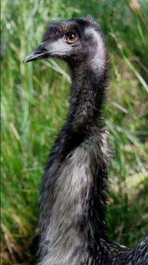 Sunny spring mornings at Healesville Sanctuary.