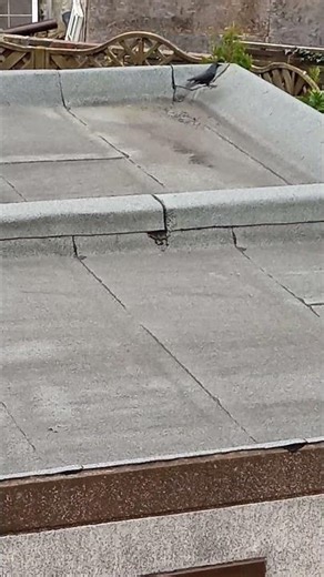 Der Vogel geht spazieren:-)