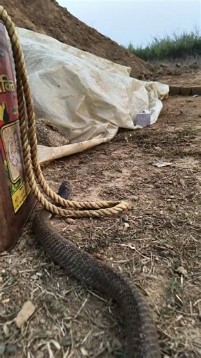 Short_snake on Instagram: "The black cobra snake"