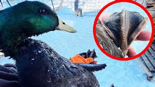 Why ducks’ feet don’t freeze even in extreme cold