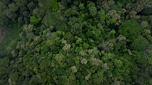 Tropical green forest top view
