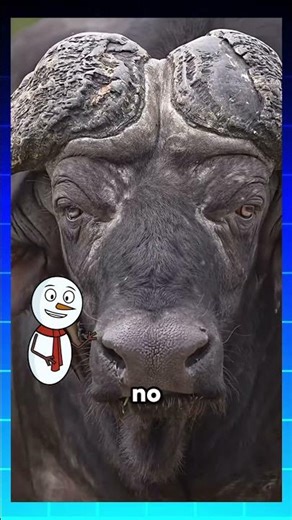 Animales que son muy peligrosos que no lo puedes ver a los ojos