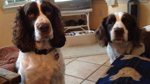 1.2K views · 140 reactions | Does your dog like to talk? Today may be "TALK LIKE A PIRATE DAY", but every day we try to understand what the dogs are trying to say... Feed me? Pet me? Love meeeee? #springerspaniel | English Springer Rescue America, Inc. (ESRA) | Facebook