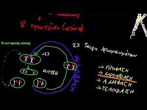 DNA και μίτωση (Βιολ. Κατ. Γ. Λυκείου)