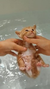 I think it's a fake cat !!!#funnycat #cat #catmom | Toys and Colors Baby