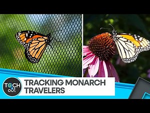 How Tiny Tags Are Mapping Monarch Butterfly Routes | Wildlife Tech | Tech It Out