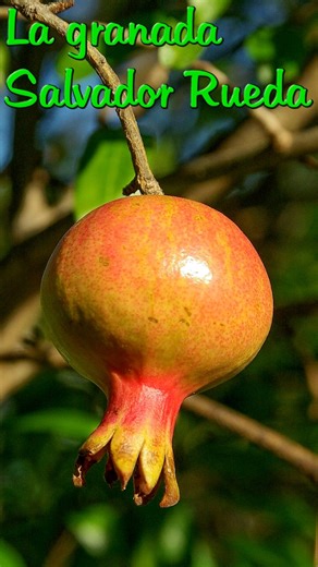 La granada (Fragmento) #poesia #poemas