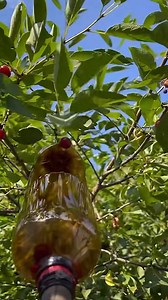 🔥 GENIUS CHERRY PICKING DEVICE MADE FROM A PLASTIC BOTTLE — YOU WON’T BELIEVE IT! 🍒😱♻️ #lifehack #DIY #cherrypicking #geniusidea #plasticbottle #ecohack | Корисні Корисності