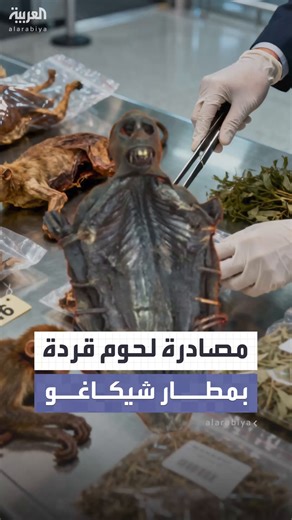 ‎العربية Al Arabiya‎ on Instagram‎: "السلطات الأميركية بمطار شيكاغو تصادر لحوم قردة من مسافر قادم من الكونغو #العربية"‎