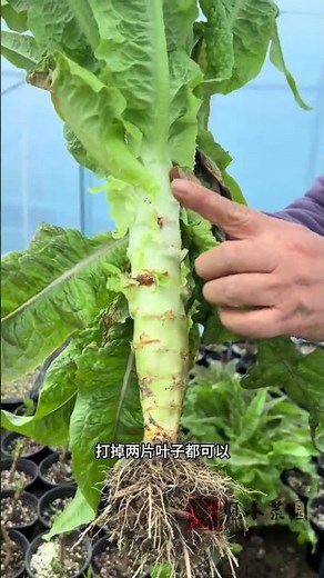 Why Are My Lettuce Plants Stretching Thin? Fix It Fast