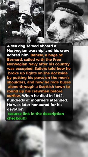 Sea dog broke up fights and fetched sailors #short #history #ww2