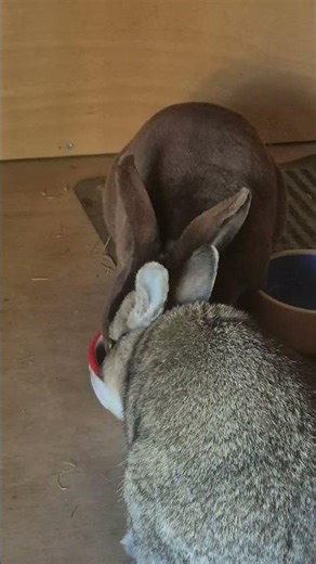 Choccy and Peaches now eating from the same bowl ❤️