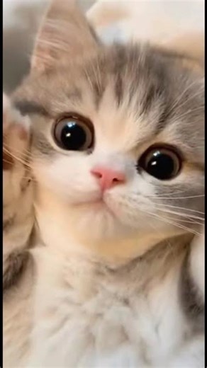 Loud Meowing Kitten Complaining to Get More Cuddles