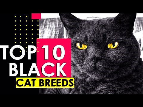 TOP 10 BEST BLACK CAT BREEDS
