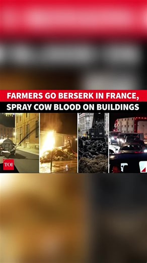 France Boils: Angry Farmers 'HUMILIATE' Macron; Spray Cow Blood, Dump Dung Outside Govt Offices. France faces an escalating rural revolt as farmers protest mandatory cattle culls and the EU-Mercosur trade deal. In Montauban, members of the Rural Coordination trade union splashed cow blood on government buildings, calling the culling “bloodthirsty.” Around fifty tractors blocked major highways in Saône-et-Loire, disrupting traffic and signaling widespread discontent. Protesters demand vaccination