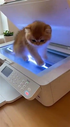 The Kitten Copier 🖨️🐈✨ Ctrl+C, Ctrl+V, Ctrl+V, Ctrl+V... 🐈🖨️✨ #cat #catlovers #reels #short