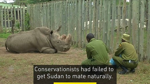 118K views · 1.5K reactions | The world's last male northern white...