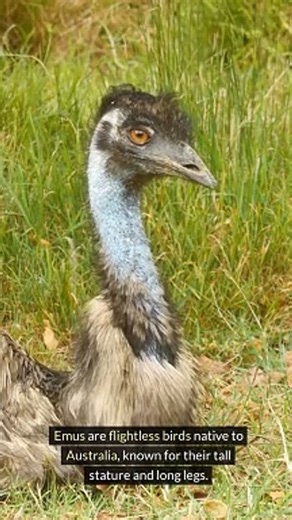 Facts About Emu