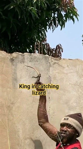 king in catching lizard #fypシ゚viral
