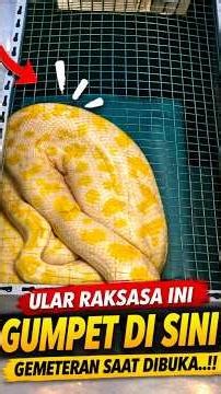 IBU-IBU KAGET! Ada Ular Raksasa di Dalam Kotak Ini 😱#viral #memengakakkocak #ngakak #funny