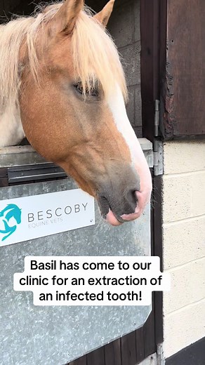 Equine Tooth Extraction: A Step-by-Step Guide