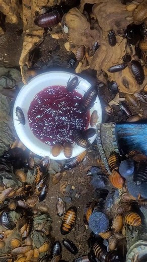 Cockroaches eating jelly #insects #nature #bug #animals #pets