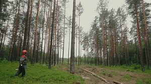 Lumberjack cuts down a tree. Lumberjack using chainsaw to cut down a large old growth tree in the forest.