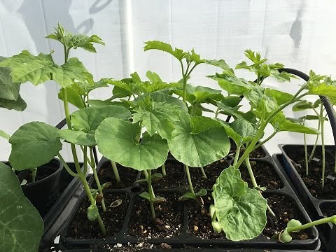 How to start bitter melon seeds