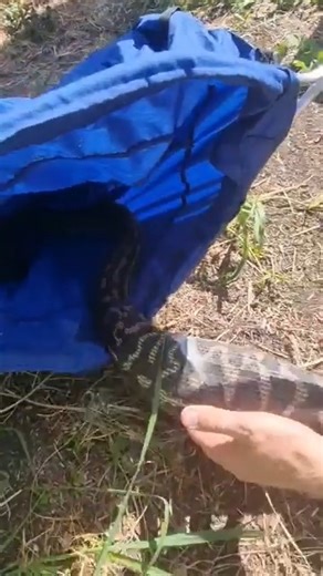 Python's Belly Ready to Burst! This python decided to swallow a chicken 5 times bigger than it’s head! How crazy! | Sunshine Coast Snake Catchers 24/7