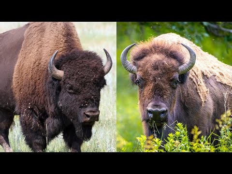 Bison: The Beast of North America