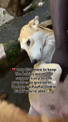 💔 Just $30 more for blankets for the puppies and Lucy before delivery. Please support 🙏🐾
