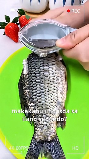 Fish Scales Scraper DITO MABIBILI 🛒 SHAPE- https://s.shopee.ph/6VFmfOn7u1 LAZDA- https://ecosale.info/XFq40KRL | HOME SHOP