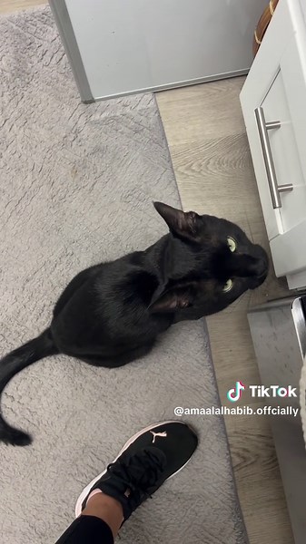 Amaal Alhabib | آمال الحبيب (@amaalalhabib.offcially)’s videos with original sound - Amaal Alhabib | آمال الحبيب