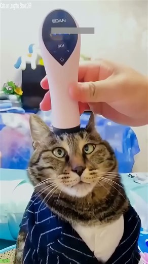 Funny Cats 2025 🐕 Cat Fight 🙀 # Episode 4138