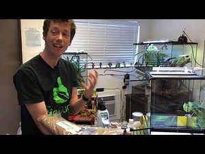 How to setup a Bioactive Day Gecko Terrarium - Self Cleaning & Self Maintaining