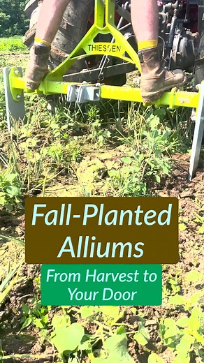 Garlic and shallot planting season approaches. Here's what we've got! #organicgarlic #seedgarlic | Hudson Valley Seed Co.