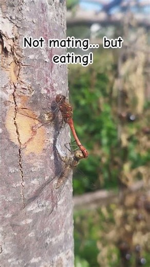 Dragonfly caught eating another dragonfly 😲 #shorts #wildlife