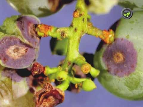 Diseases of Grape Vine - Anthracnose