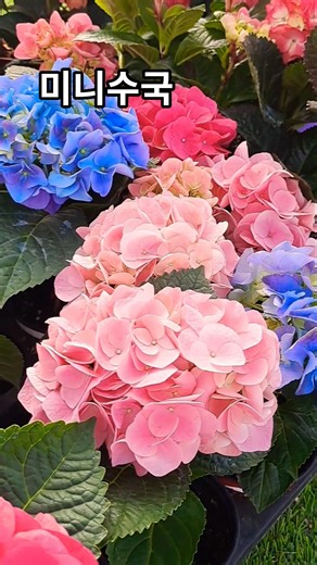 미니수국 Hydrangea Mini ヒメアジサイ | 꽃말 : 진심, 감사 | 노래 : 밤배