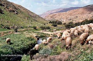 Leading sheep beside quiet waters