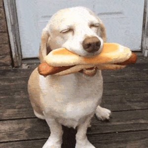 The happiest dog you'll ever meet. https://giphy.com/search/happy-dog | GIPHY