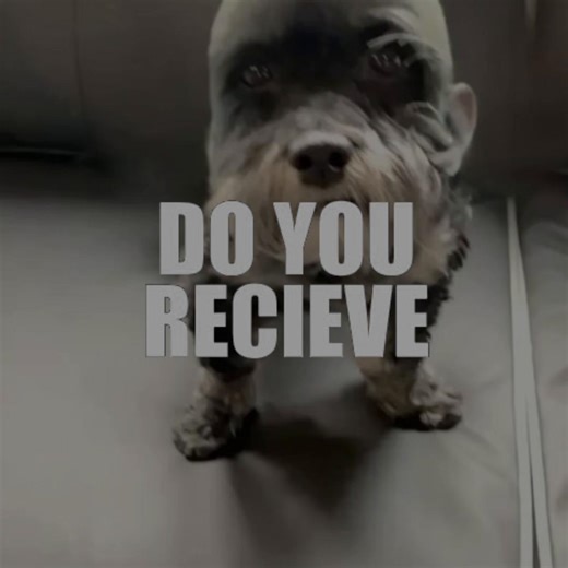 #CapCut #fyp #dog #love #minecraft