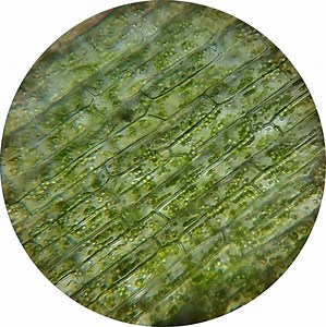 An Introduction to Plant Biology