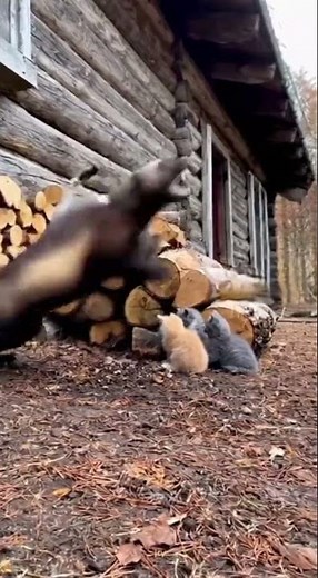 🐾🤯 Brave Cat Fights Wolverine! #Wolverine #Cats #Shorts