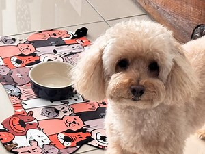 Bone-shaped Pet Food Mat: Non-slip Waterproof Dog Cat Bowl Placemat - Etsy