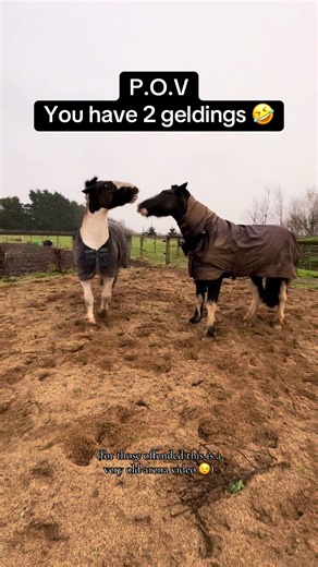 Hilarious Moments with Our Two Geldings