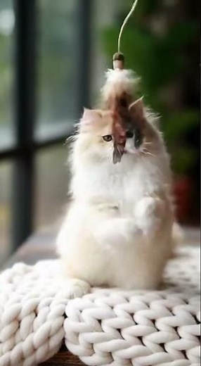 Long Haired Persian Cat Meowing for Attention & Playing | Cute and Funny Moments