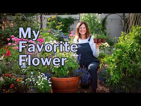 LOBELIA GROWING GUIDE: Vibrant Blooms All Season