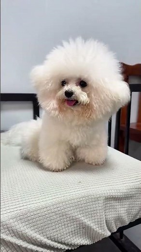 Top 10 Bichon Frise Cut Styles - Easy DIY Guide