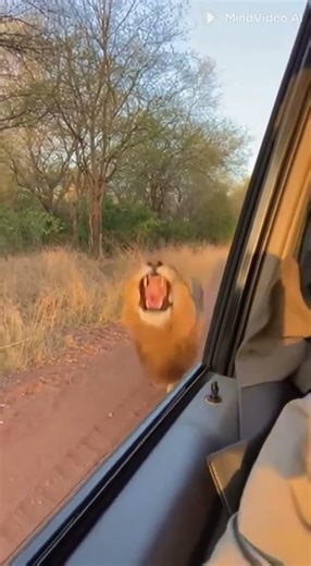 Terrifying Lion Attack on Safari Tourists in Kenya Caught on Camera